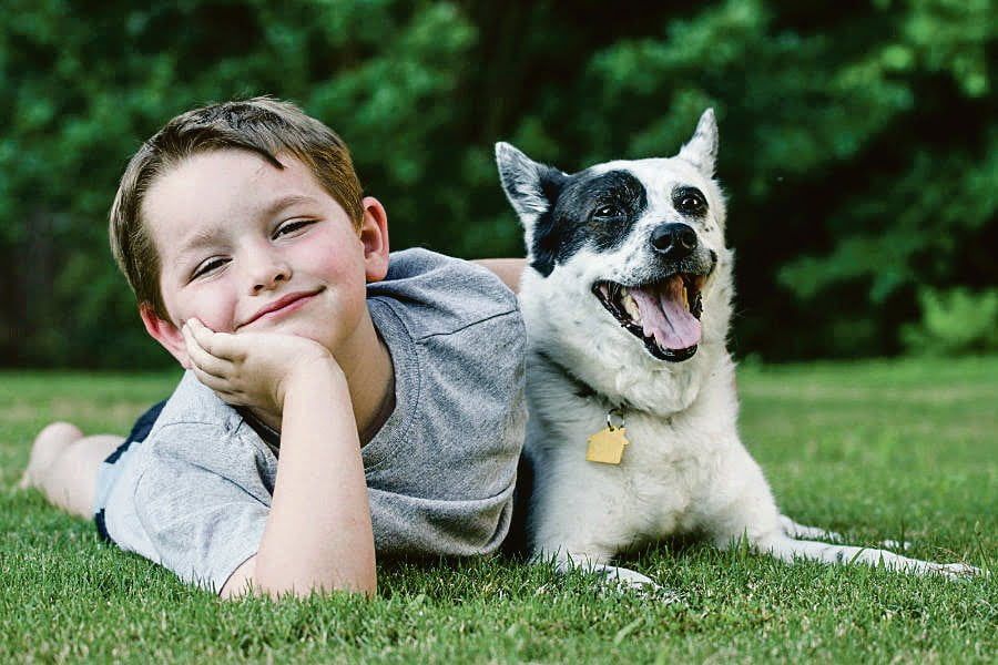 Como adaptar a criança à chegada do pet