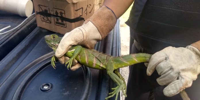 resgate e captura de iguana_636915457308743087.