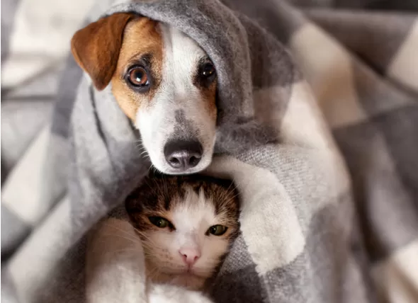 anxiety-blankets-for-pets