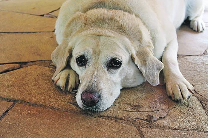 sec - pets