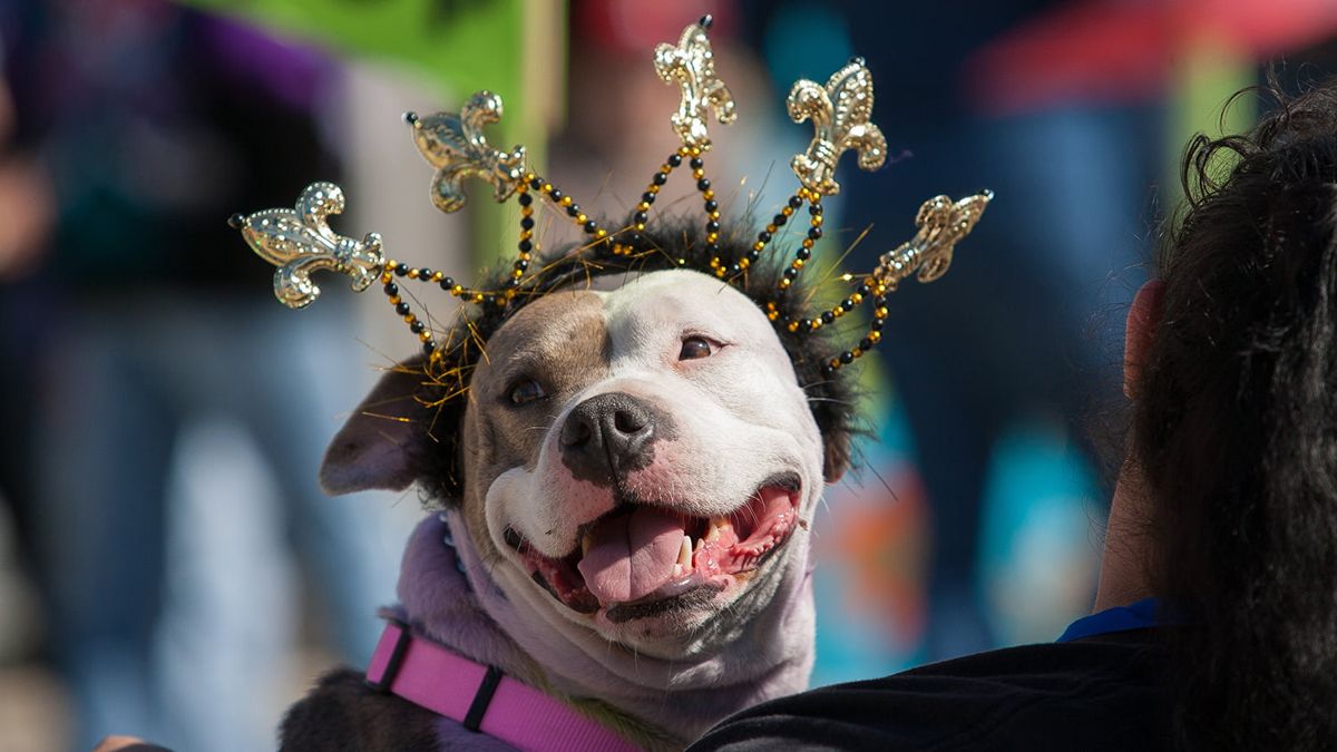 pet-carnaval