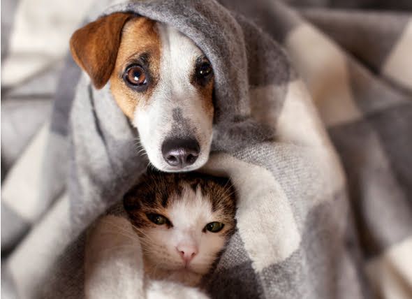 anxiety-blankets-for-pets