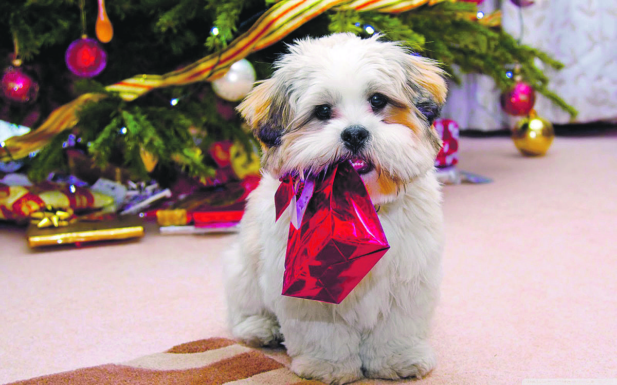 Tem pet em casa? Então, cuidado com a decoração de Natal