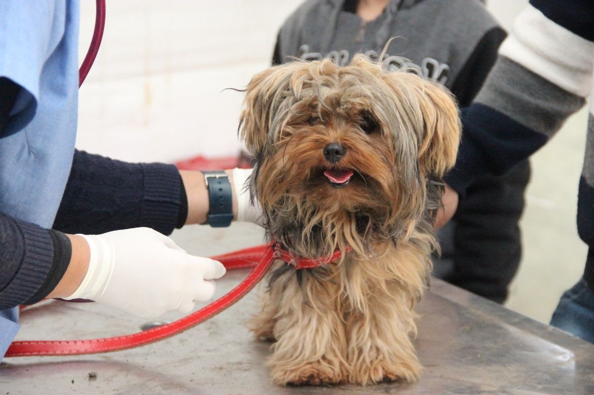 Agendamento para castração de animais começa no dia 13