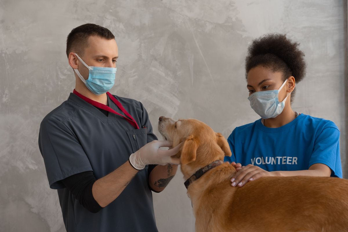 Pets Barueri