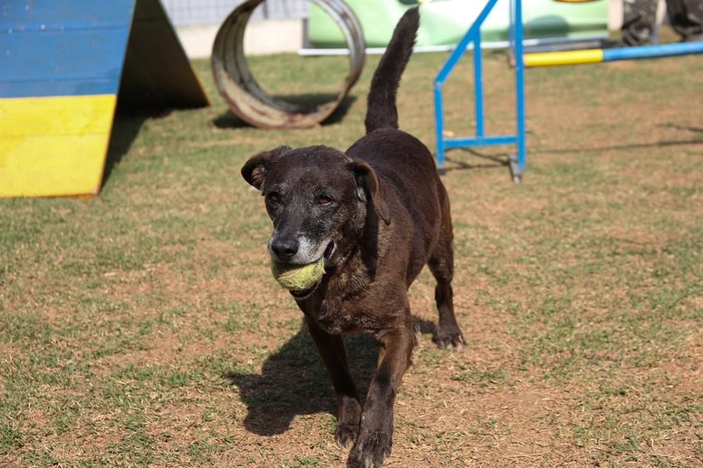 Pets Barueri