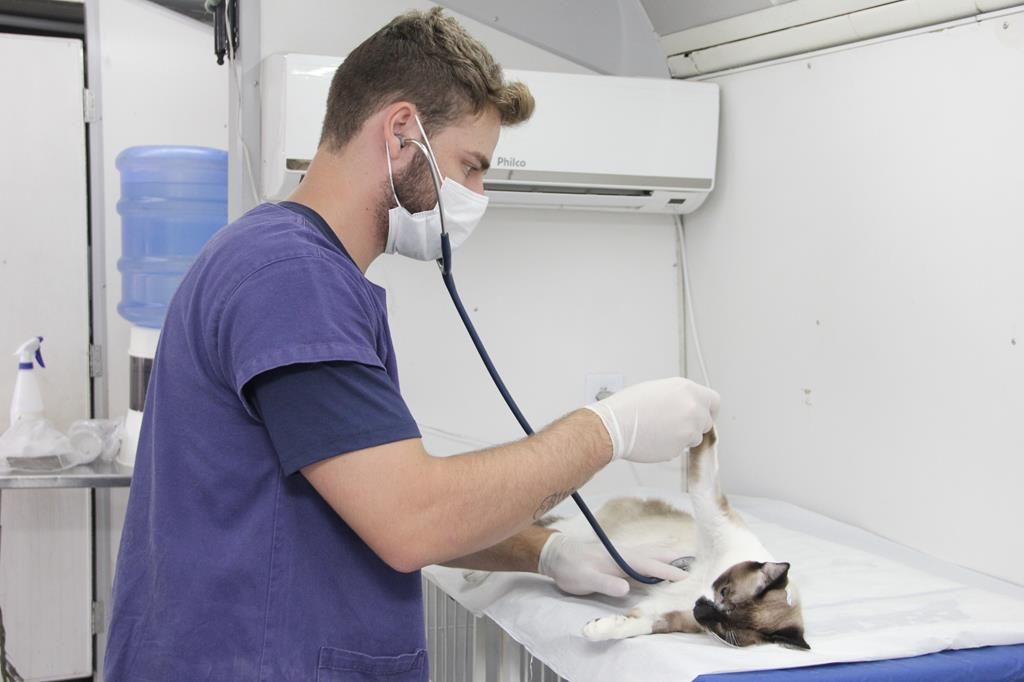 castração cães e gatos Barueri