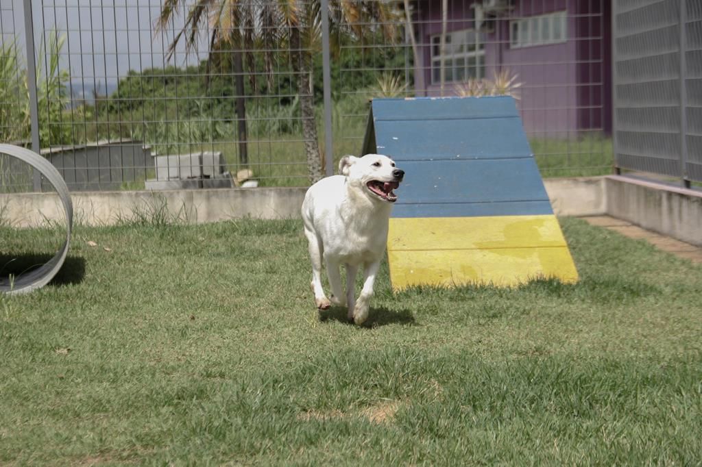 feira de adoção de pets barueri