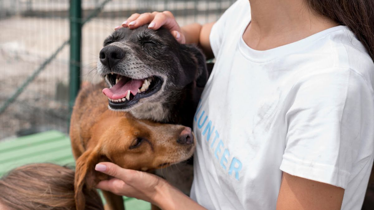 feira de adoção pets barueri