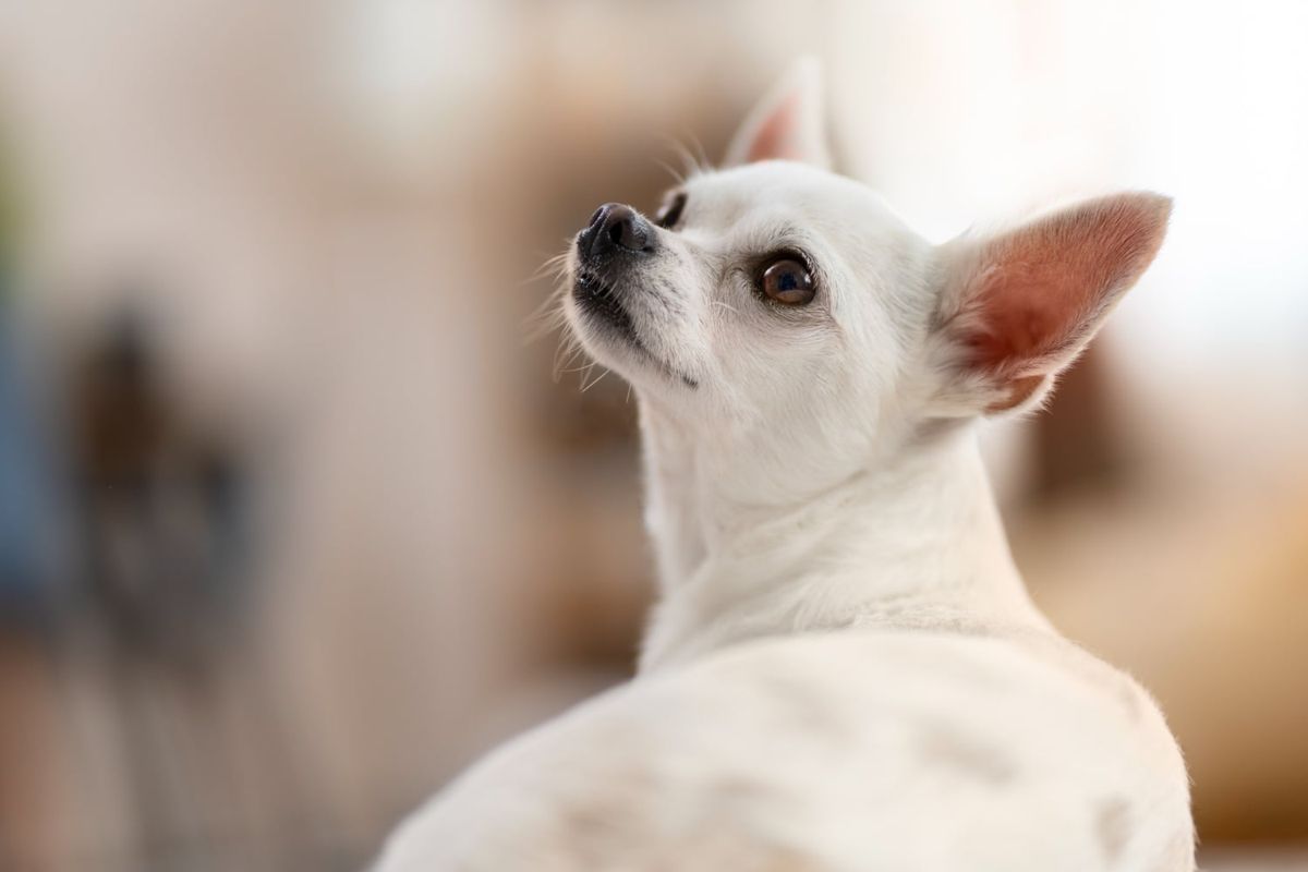 feira de adoção pets barueri
