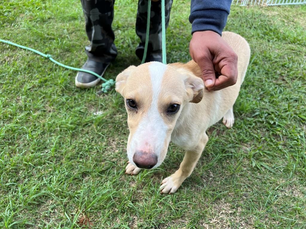 feiras adoção pets Barueri