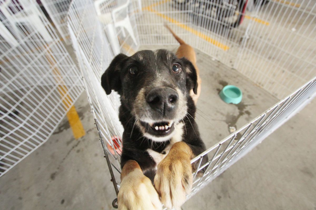 feira de adoção pets barueri