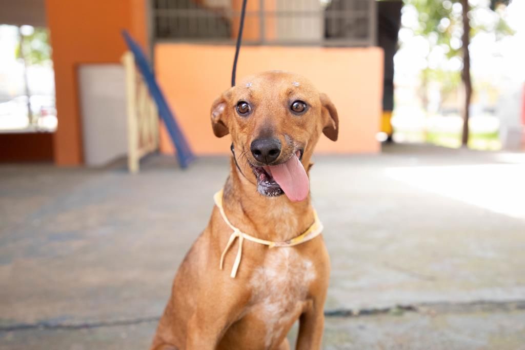Castracao de pets