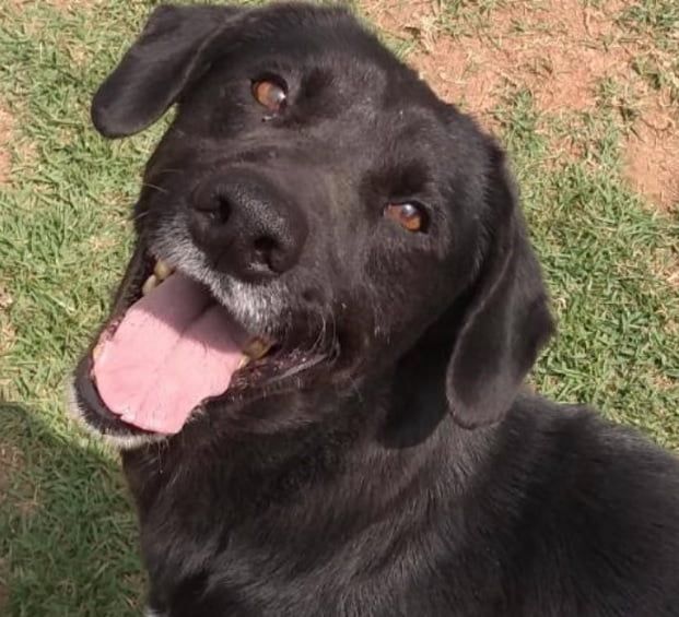 Fim de semana terá feira de adoção de pets em shopping e mercado de Barueri