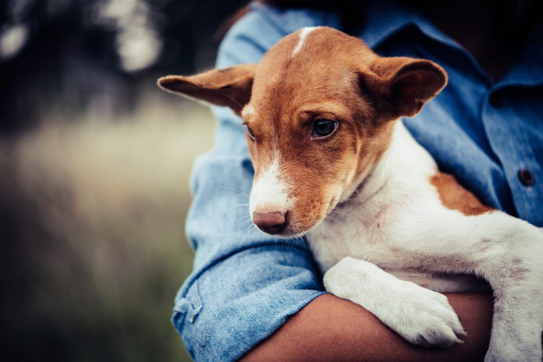 Feira de Adoção de Pets em Barueri acontecerá em quatro locais diferentes nesta semana