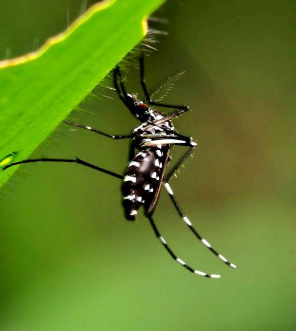 Osasco contra Dengue