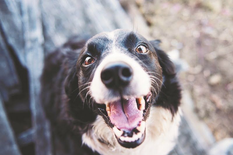 Após lei de proteção aos animais, Ganha Tempo realiza mais de dois mil RGA’S