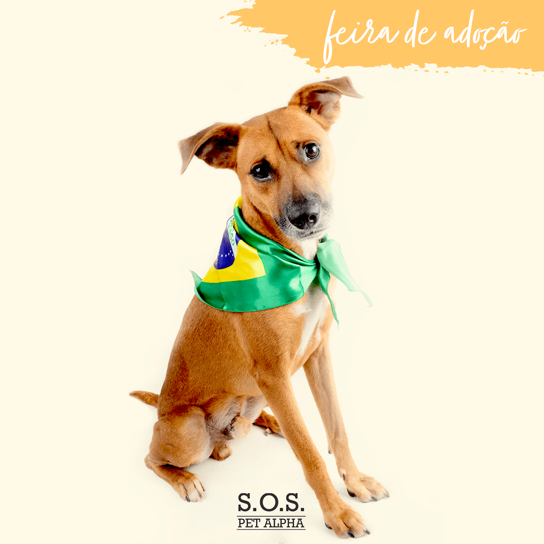 tambore_feiradeadoçao_carrossel_01