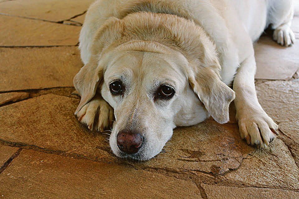 sec - pets