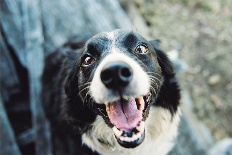 Shopping promove feira de adoção de animais neste sábado