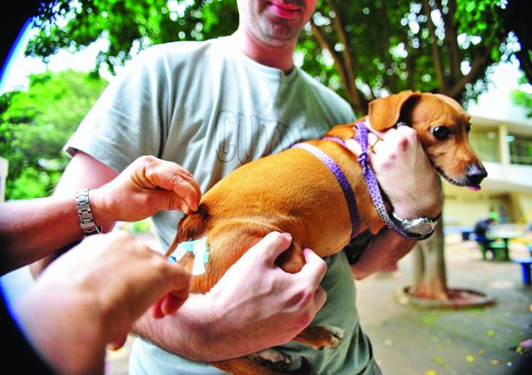 Vacinação em cães e gatos deve ser atualizada anualmente