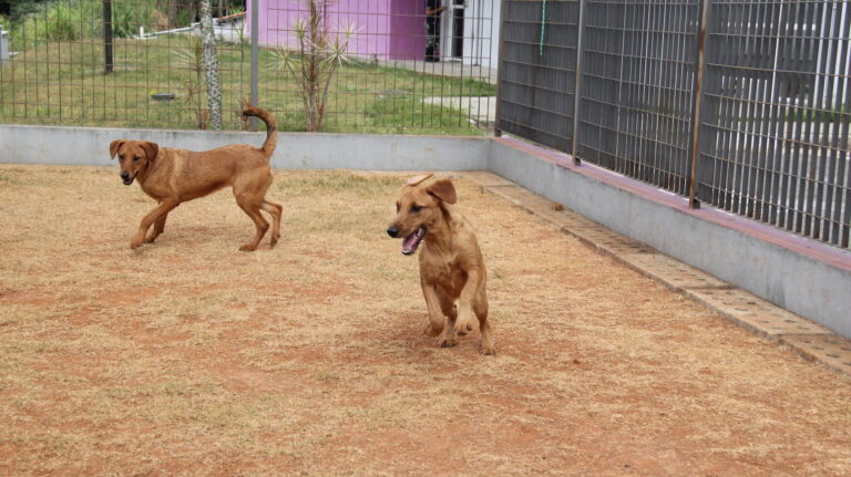 Barueri tem cerca de 300 animais para serem adotados