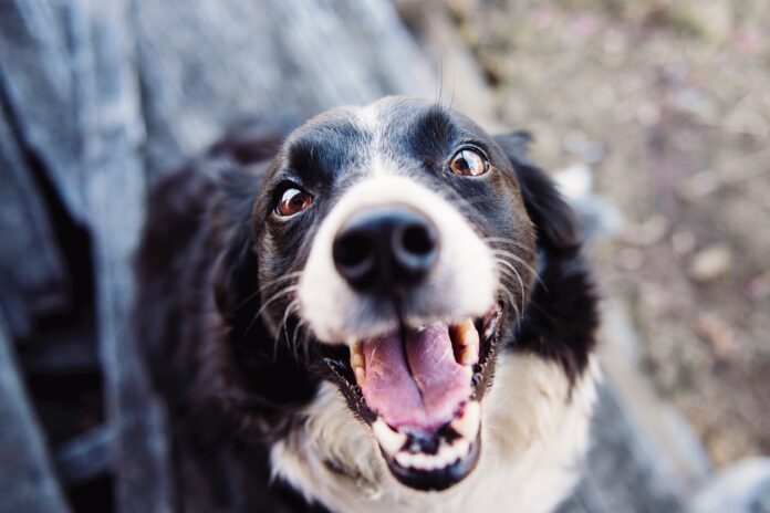 Feira adoção de cães Barueri