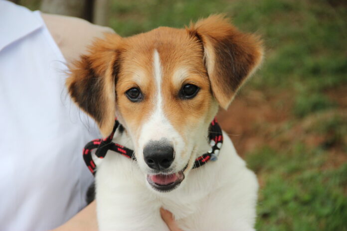 adoção de cães Barueri