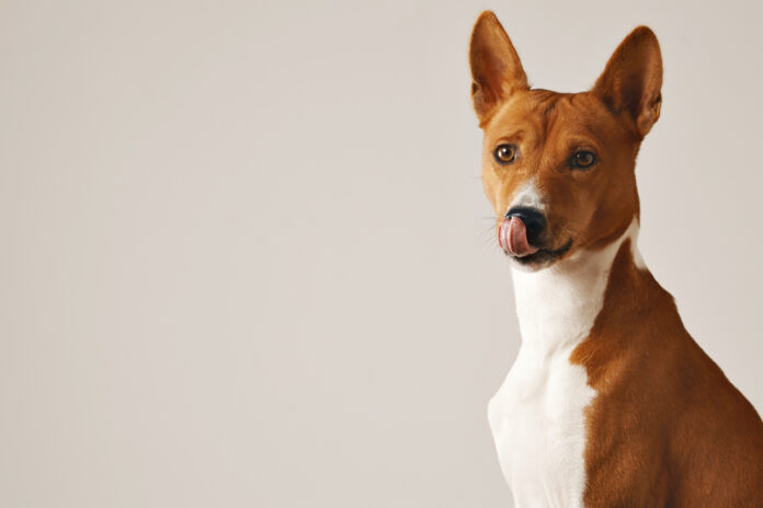 feira adoção de cães barueri