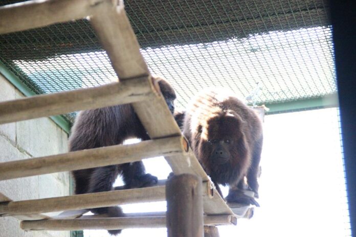 macacos barueri