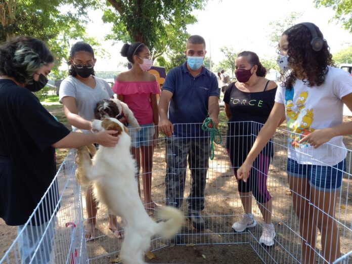 feira de adoção de cães barueri