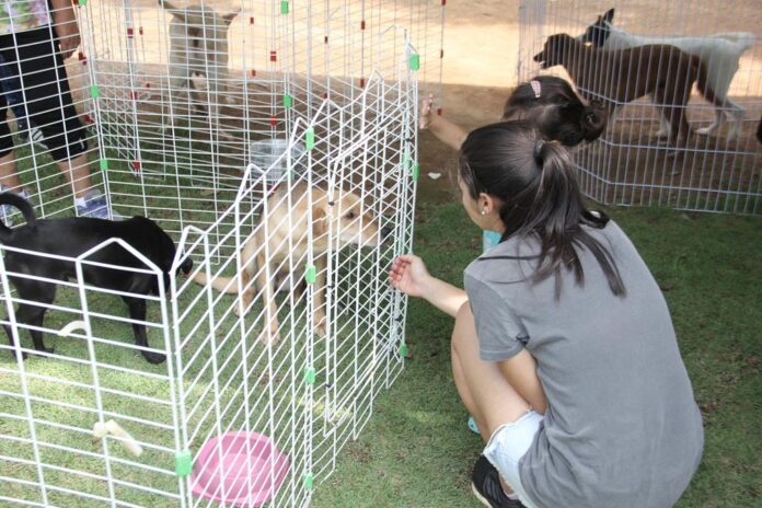 feira adoção de animais barueri