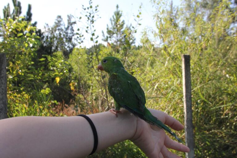 Parque Ecológico de Barueri terá observação de aves no sábado (3)