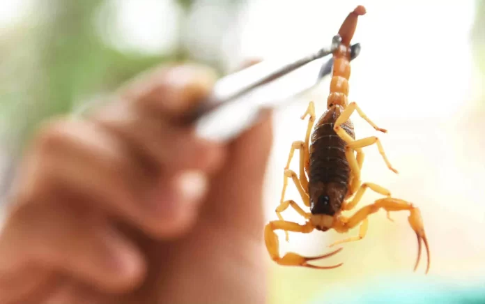 escorpião Barueri escorpião Barueri