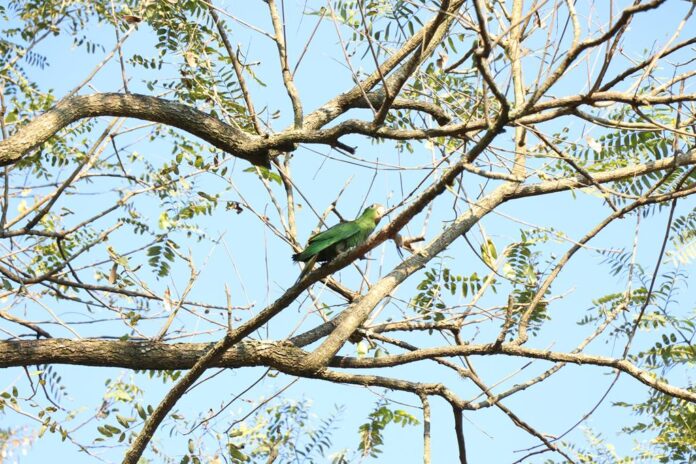 observatório de aves barueri