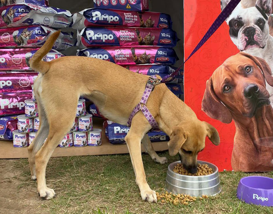 Um momento de puro deleite! Cachorro experimentando a deliciosa ração da Pimpo no 'Dia Animal' em Barueri. Sabor que conquista até os paladares mais exigentes!