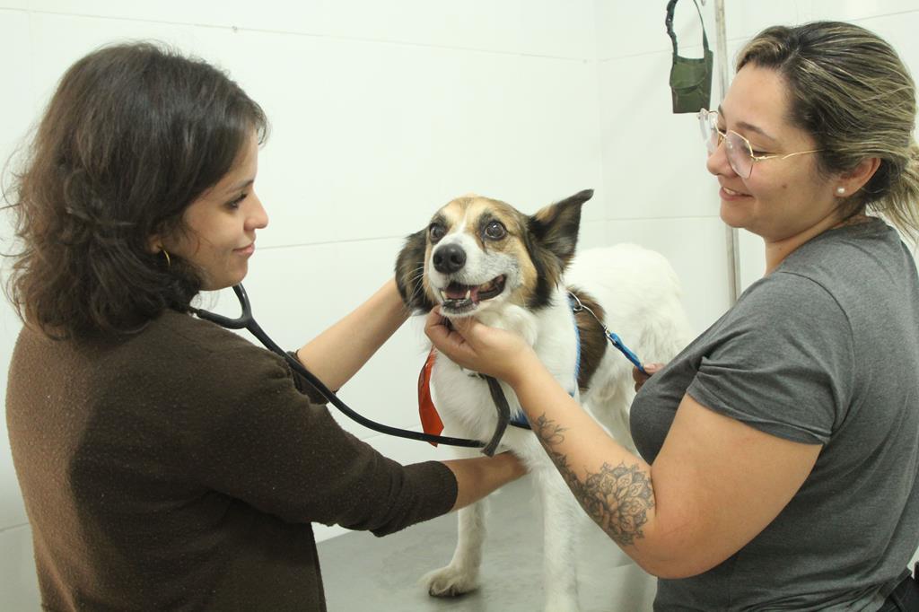 Barueri abrirá agendamento on-line para castração de pets no dia 8 de  novembro